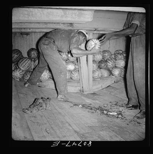 Captain of this Chesapeake Bay freight boat has taken off his shoes for a better footing on the melon smeared-hold of his ship. Maryland