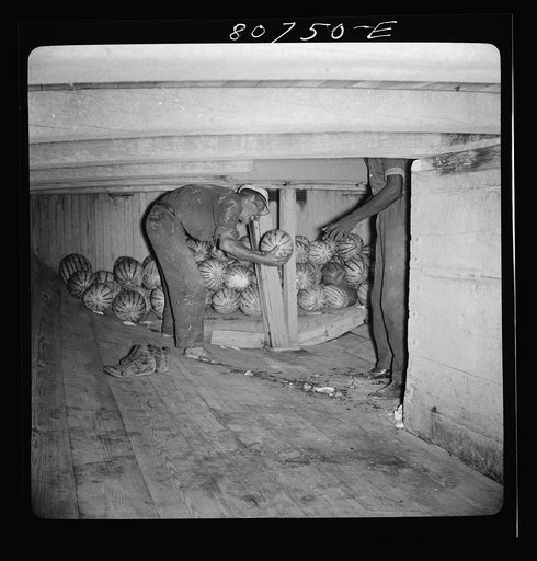 Untitled photo, possibly related to: Captain of this Chesapeake Bay freight boat has taken off his shoes for a better footing on the melon smeared-hold of his ship. Maryland