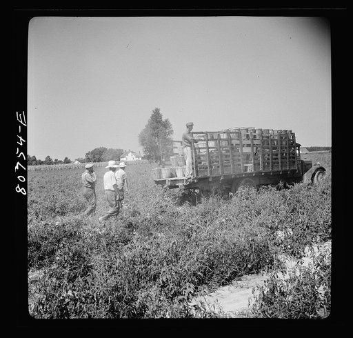 Untitled photo, possibly related to: The trucks drive down the rows of tomato plants and are loaded by the pickers individually. Dorchester County, Maryland