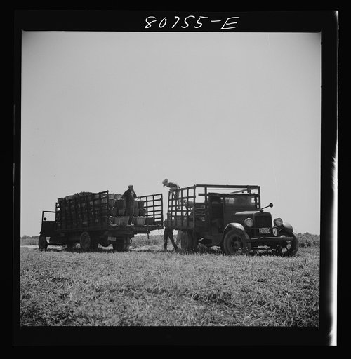 Untitled photo, possibly related to: The trucks drive down the rows of tomato plants and are loaded by the pickers individually. Dorchester County, Maryland