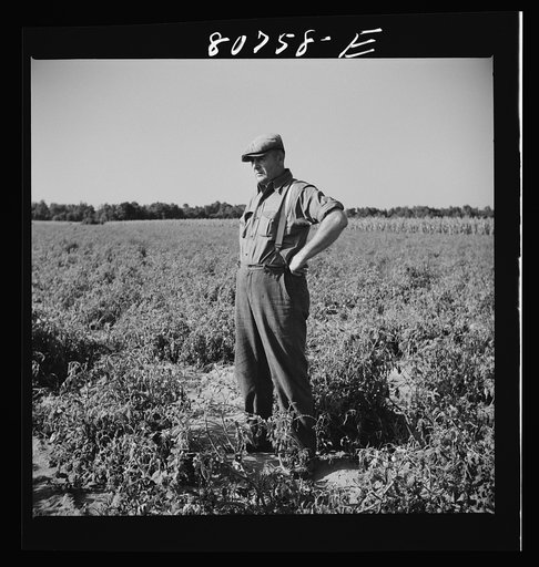 Untitled photo, possibly related to: Roger Dauber, East shore farmer. Dorchester County, Maryland