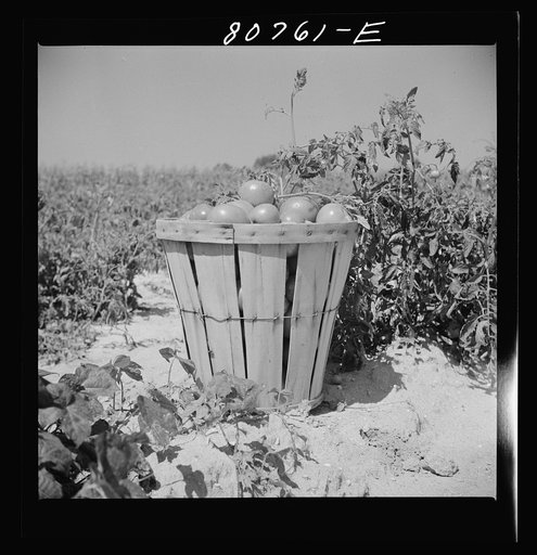 Untitled photo, possibly related to: Loaded basket ready for truck. Dorchester County, Maryland