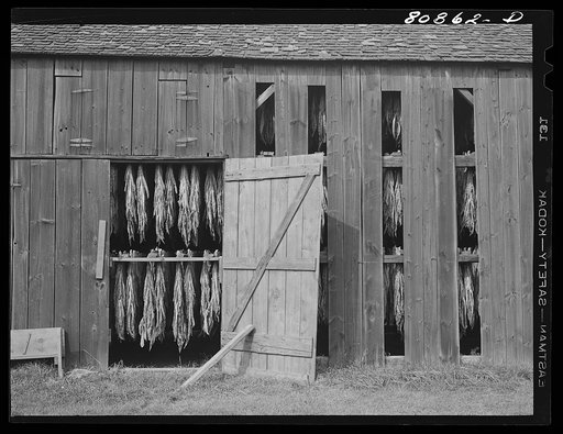 Tobacco sheds near Greenfield, Connecticut