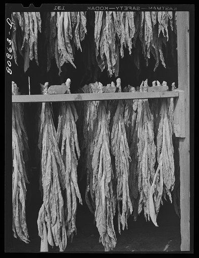 Tobacco drying near Greenfield, Connecticut
