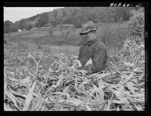 Untitled photo, possibly related to: Greenfield (vicinity), Connecticut. Farmer in a cornfield