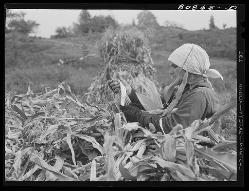 Greenfield (vicinity), Connecticut. Polish immigrant husking corn