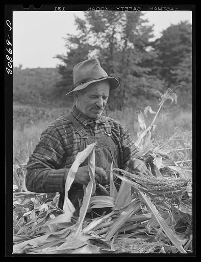Greenfield (vicinity), Connecticut. Farmer in a cornfield
