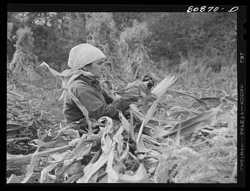 Greenfield (vicinity), Connecticut. Polish immigrant husking corn
