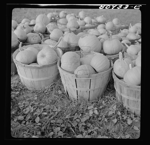 Untitled photo, possibly related to: Harvest market near Windsor Locks, Connecticut