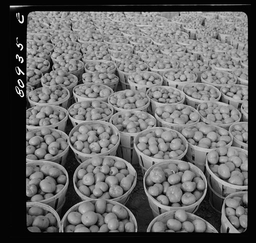 Untitled photo, possibly related to: Harvest market near Windsor Locks, Connecticut