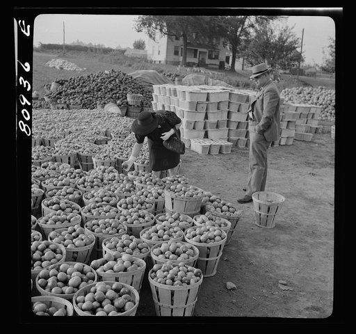 Untitled photo, possibly related to: Harvest market near Windsor Locks, Connecticut