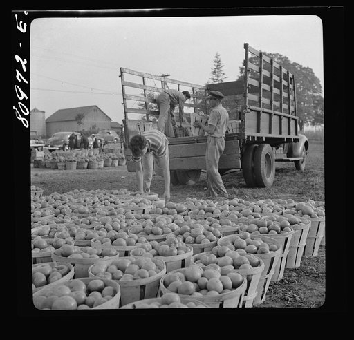 Windsor Locks, Connecticut. Harvest market