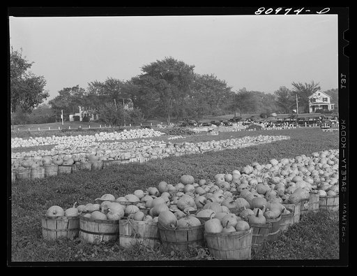 Harvest market near Windsor Locks, Connecticut