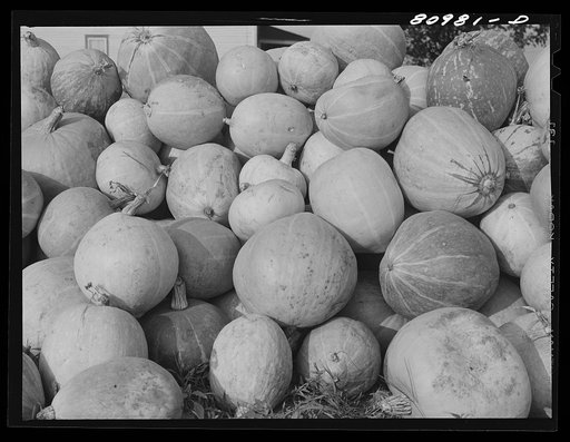 Melons piled in harvest market near Windsor Locks, Connecticut