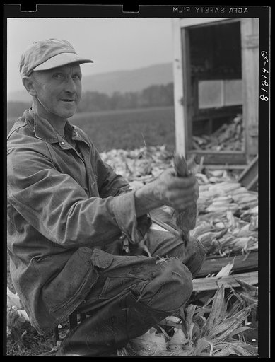 Untitled photo, possibly related to: New Englanders shuck corn and talk politics near Cortland, New York