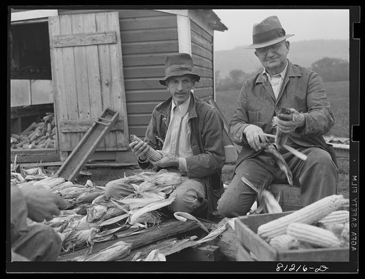 Untitled photo, possibly related to: New Englanders shuck corn and talk politics near Cortland, New York