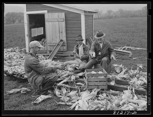 New Englanders shuck corn and talk politics near Cortland, New York