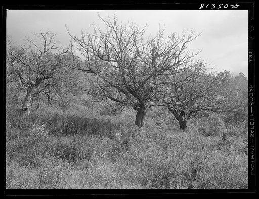 Apple orchards planted by the early Berkshire Mountain settlers have in many cases been deserted and returned to the forest. Savoy Mountains Area, Massachusetts