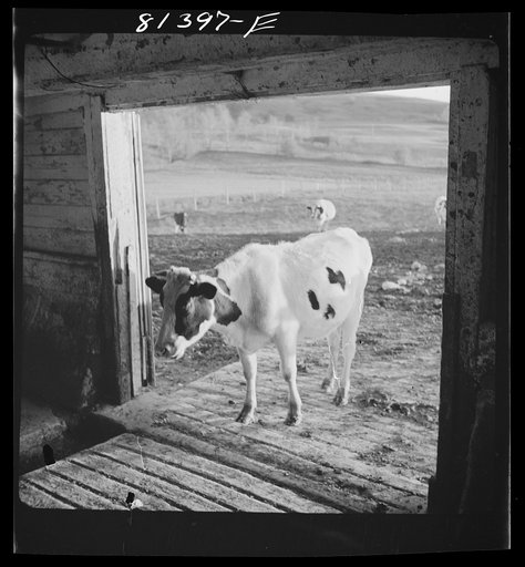 Untitled photo, possibly related to: Milking time. Daxater dairy farm near Little Falls, New York