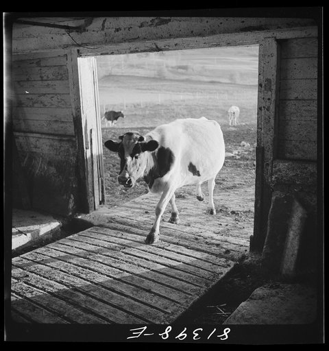 Milking time. Daxater dairy farm near Little Falls, New York