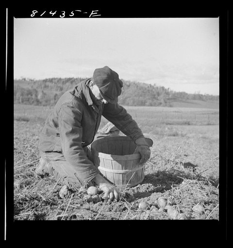 Untitled photo, possibly related to: Hired man on the Daxtater dairy farm near Little Falls, New York
