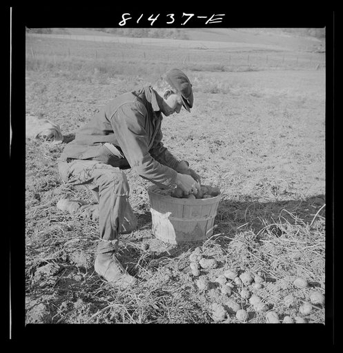 Untitled photo, possibly related to: Hired man on the Daxtater dairy farm near Little Falls, New York
