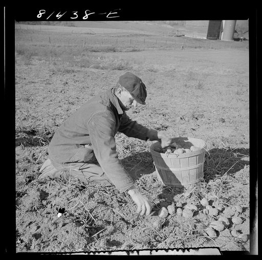 Untitled photo, possibly related to: Hired man on the Daxtater dairy farm near Little Falls, New York