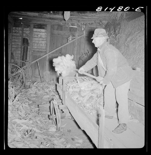 Untitled photo, possibly related to: Mr. Mambert, Hudson River farmer near Coxsackie, New York