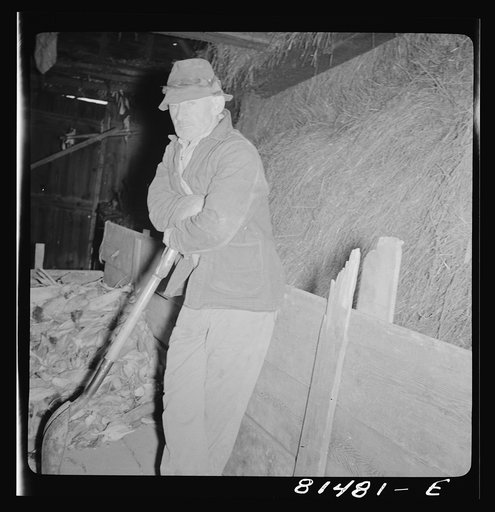 Untitled photo, possibly related to: Mr. Mambert, Hudson River farmer near Coxsackie, New York