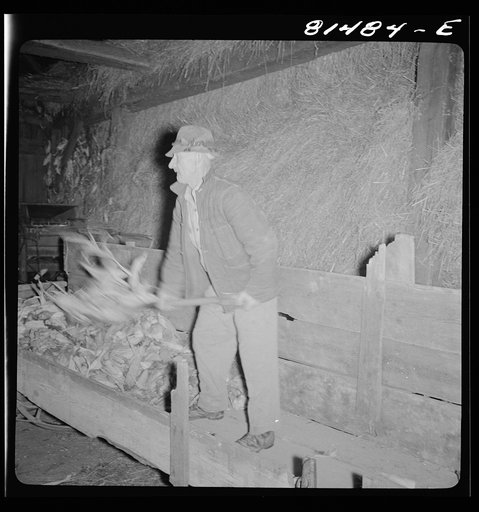 Untitled photo, possibly related to: Mr. Mambert, Hudson River farmer near Coxsackie, New York