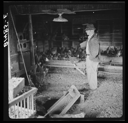Untitled photo, possibly related to: Mr. Mambert, Hudson River farmer near Coxsackie, New York