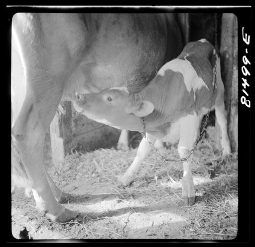 Calf gets its share of "mother's milk" at Amsterdam, New York