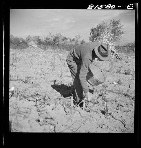 Untitled photo, possibly related to: Picking up corn after the reaper has finished. Member farm near Coxsackie, New York