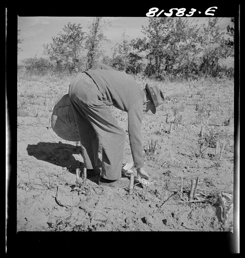 Picking up corn after the reaper has finished. Member farm near Coxsackie, New York