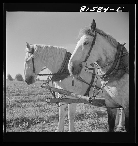 Mr. Mambert's team. Hudson River Valley farm near Coxsackie, New York