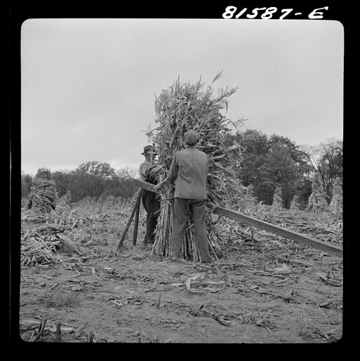 Putting up a shuck of corn on Mambert farm near Coxsackie, New York