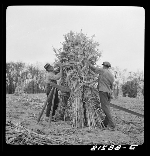 Putting up a shuck of corn on Mambert farm near Coxsackie, New York