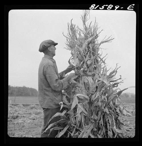Putting up a shuck of corn on Mambert farm near Coxsackie, New York