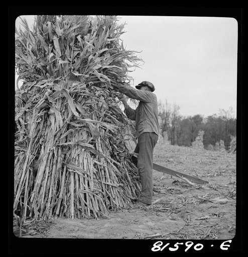 Putting up a shuck of corn on Mambert farm, Coxsackie, New York