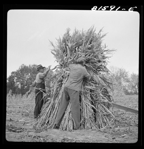 Putting up a shuck of corn on Mambert farm, near Coxsackie, New York