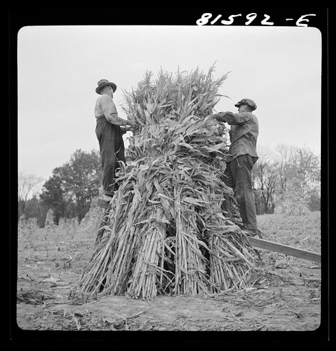 Putting up a shuck of corn on Mambert farm, near Coxsackie, New York