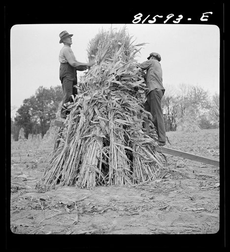 Untitled photo, possibly related to: Putting up a shuck of corn on Mambert farm, near Coxsackie, New York