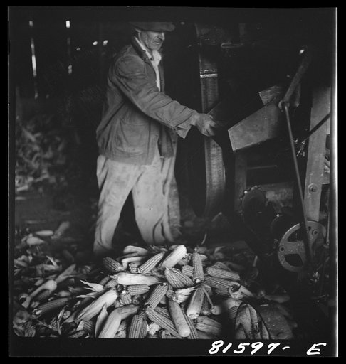 Untitled photo, possibly related to: Shucking corn on the Mambert farm near Coxsackie, New York