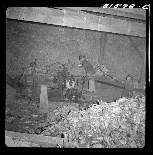 Shucking corn on the Mambert farm near Coxsackie, New York