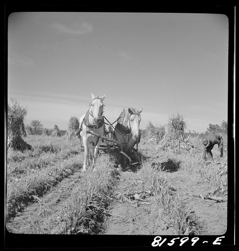 Untitled photo, possibly related to: Picking up corn after the reaper has finished. Mambert farm, Hudson River Valley, near Cosackie, New York