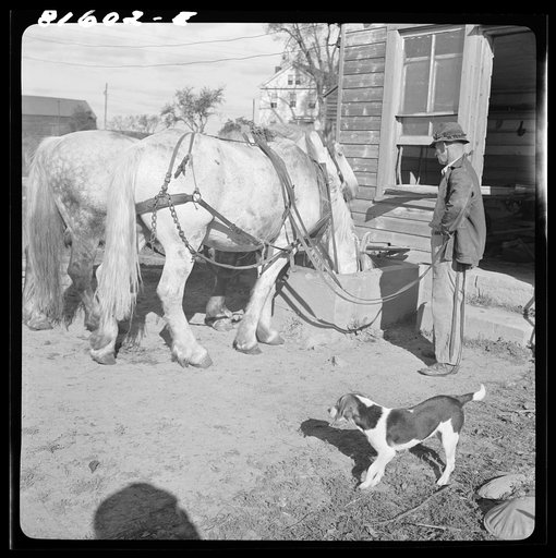 Morning drink. Mambert farm, Hudson River Valley, New York
