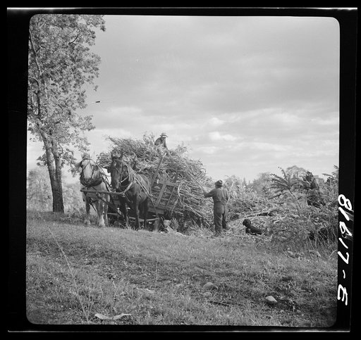 Untitled photo, possibly related to: Harvesting corn husks on farm by the Hudson, New York