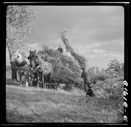 Harvesting corn husks on farm by the Hudson, New York