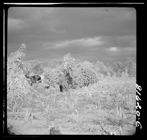 Untitled photo, possibly related to: Harvesting corn husks on farm by the Hudson, New York