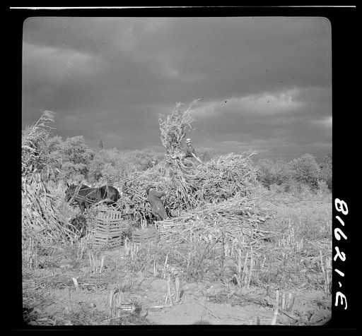 Harvesting corn husks on farm by the Hudson, New York